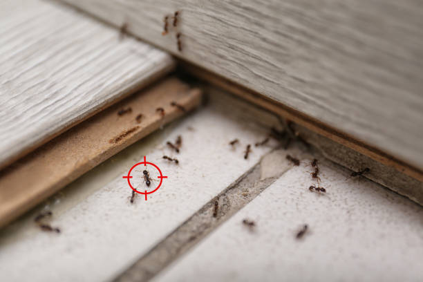 Best Local Pest Control Services  in La Homa, TX
