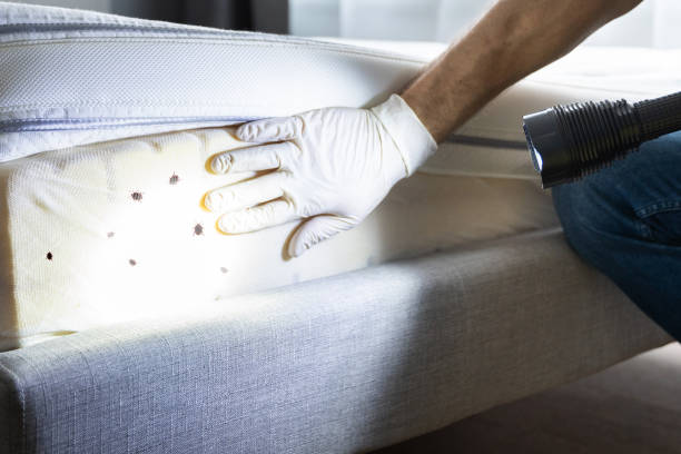 Wasp Removal Services in La Homa, TX