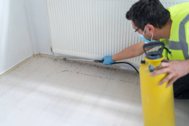 Best Wasp Removal Services  in La Homa, TX